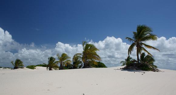 mangue-seco-linha-verde-1