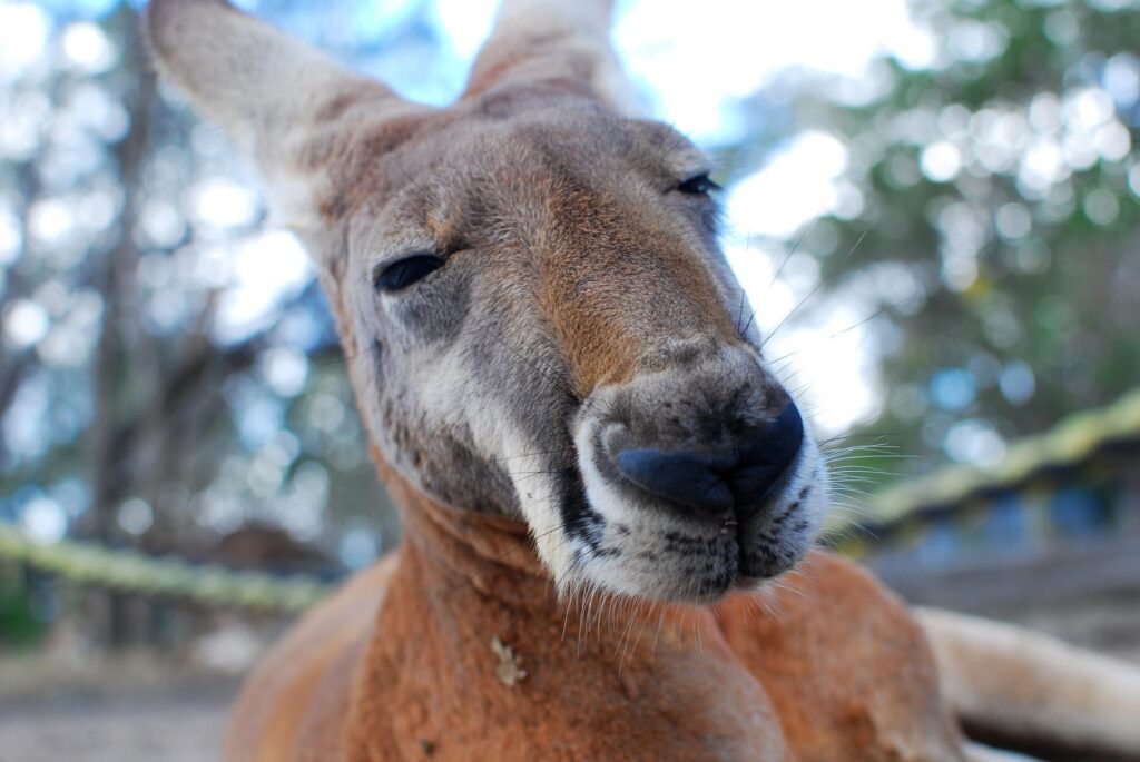 cangurus principais atrações turisticas em contato com natureza australia