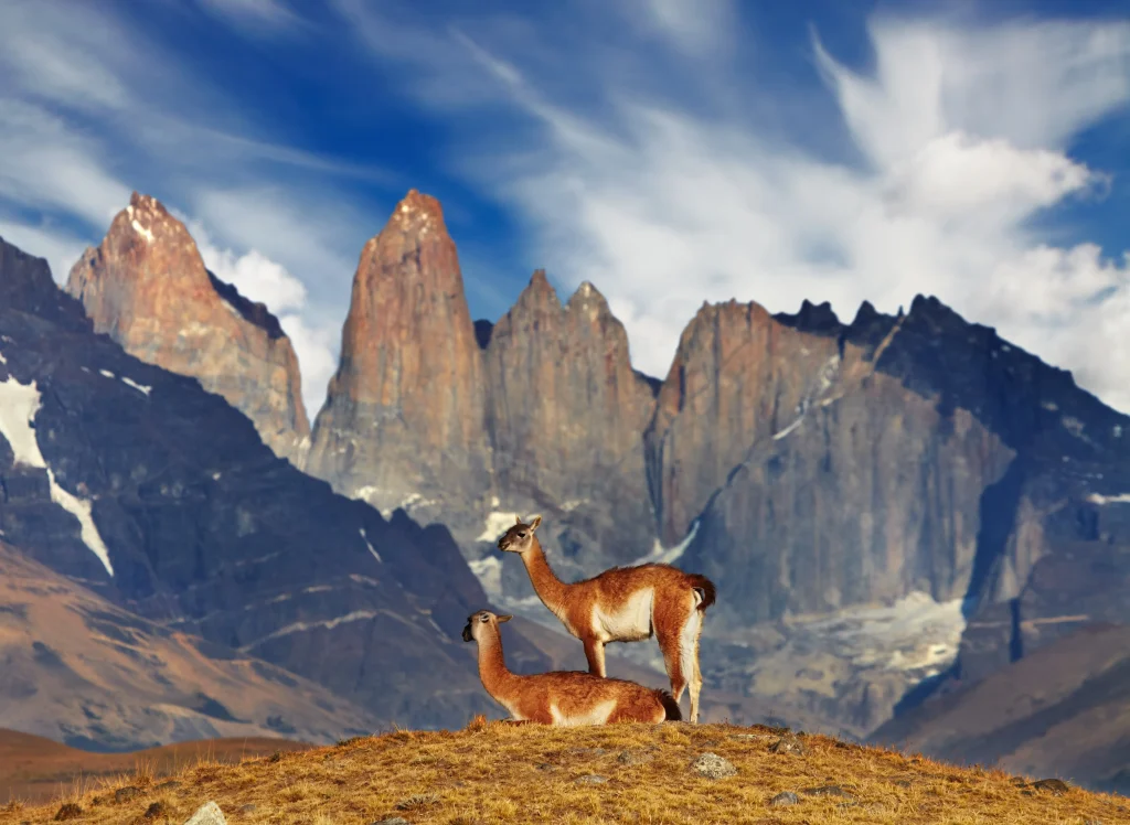 Guanacos en el Parque Nacional Torres del Paine, en la Patagonia chilena.