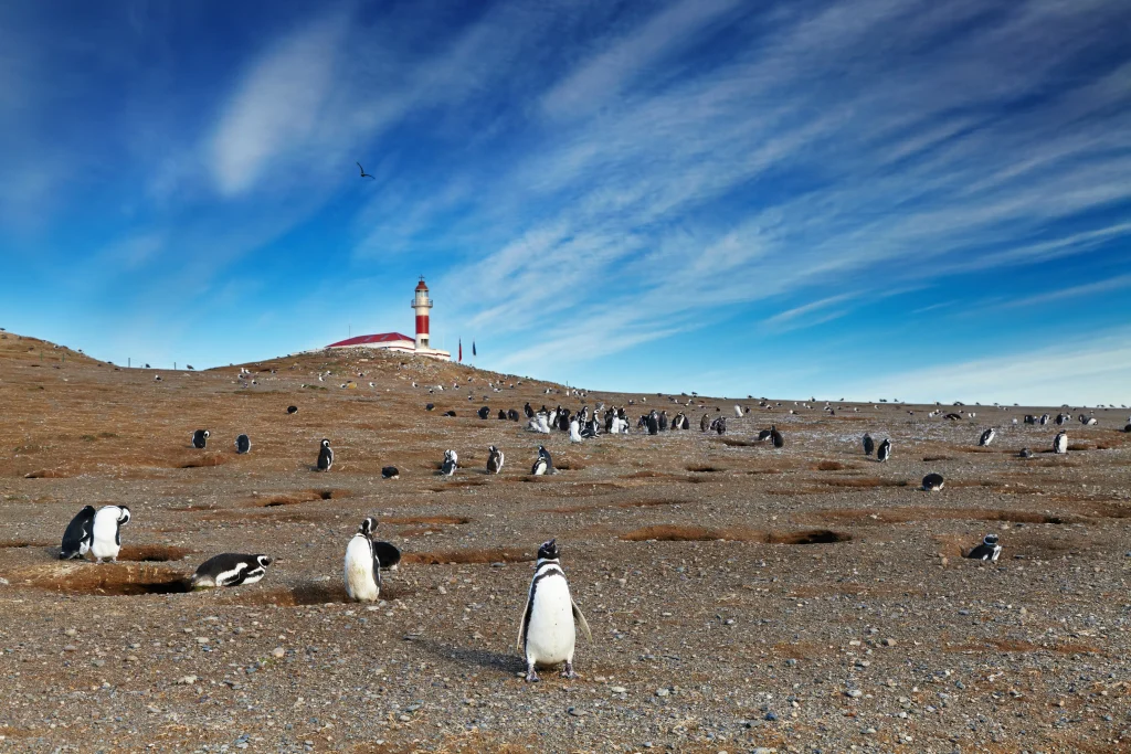 Pingüinos en la Isla Magdalena, estrecho de Magallanes, Chile.