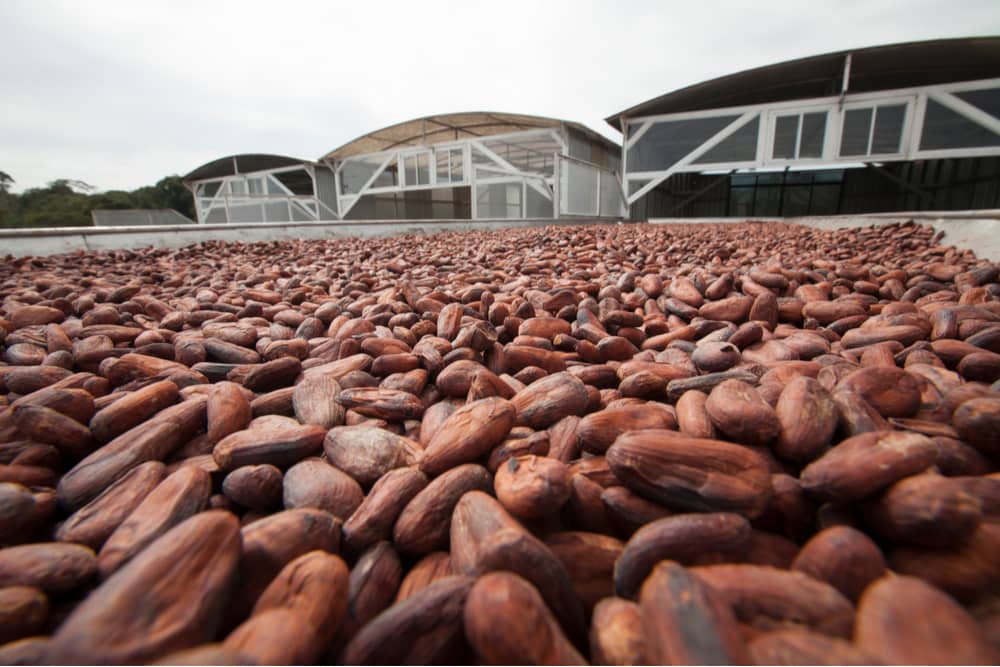 fazenda de cacau em ilhéus