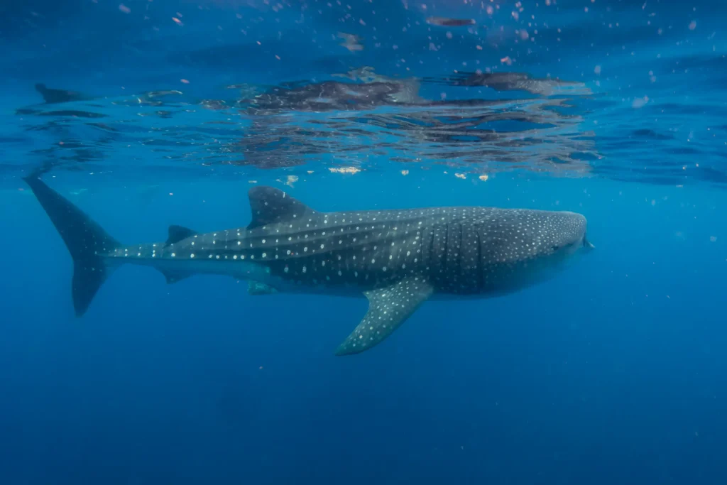 Imagen del gran tiburón ballena en el oceano 