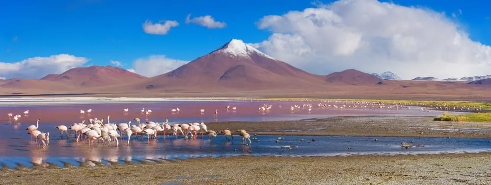 Foto que mostra o vulcão da Bolívia ao fundo e os flamingos tomando água do rio a frente.