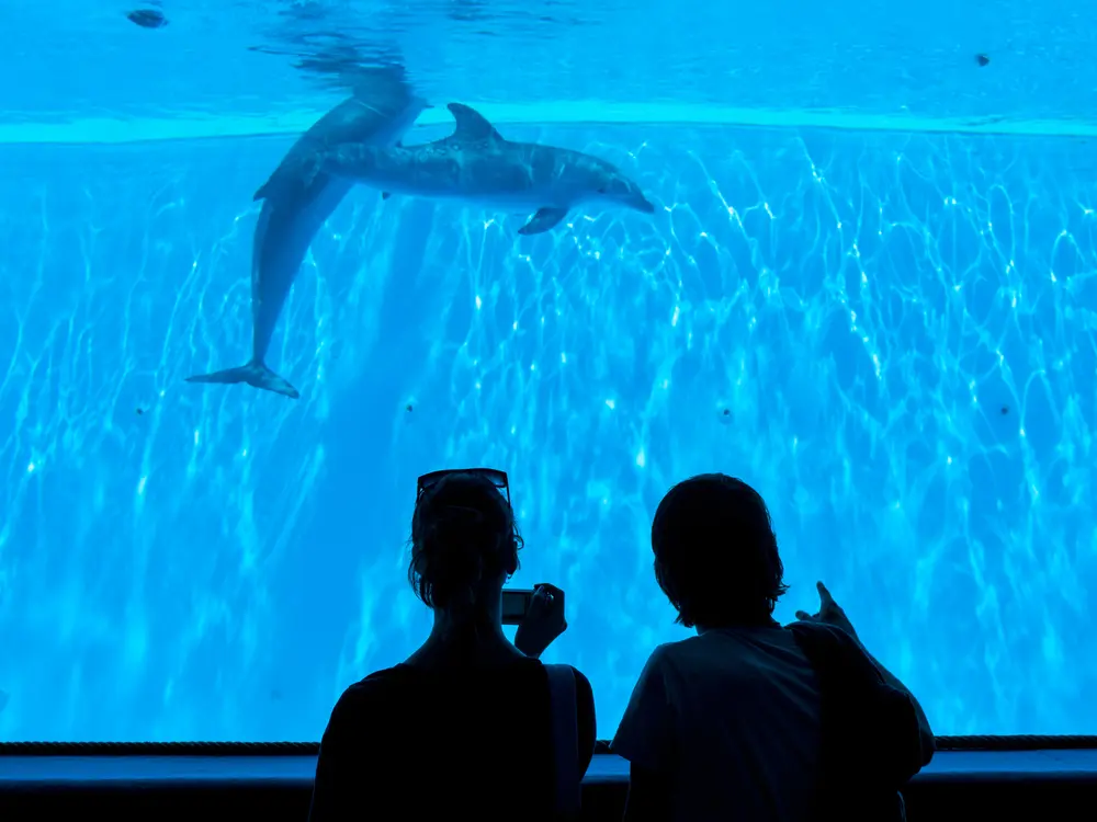 People observing dolphins swimming in an Aquarium.