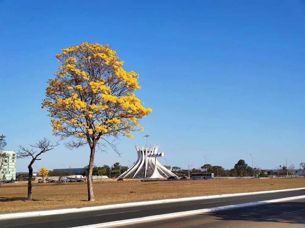 Foto de Brasília, com a Esplanada dos Ministérios ao fundo e uma árvore florida a frente. O céu é azul.