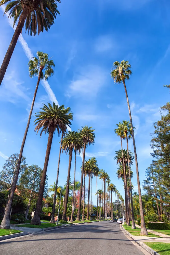 Foto de rua repleta de coqueiros bem comuns no bairro Beverly Hills em Los Angeles