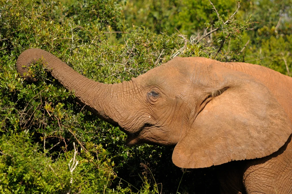 Foto de um elefante com a vegetação ao fundo.