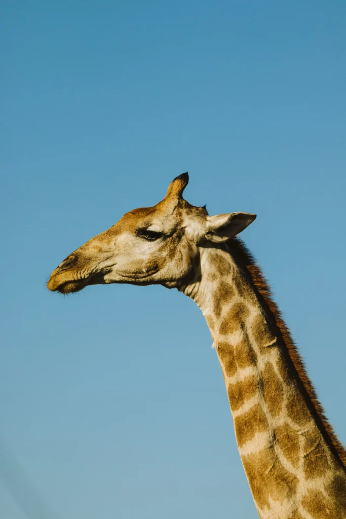 Foto de uma girafa com o céu azul ao fundo.