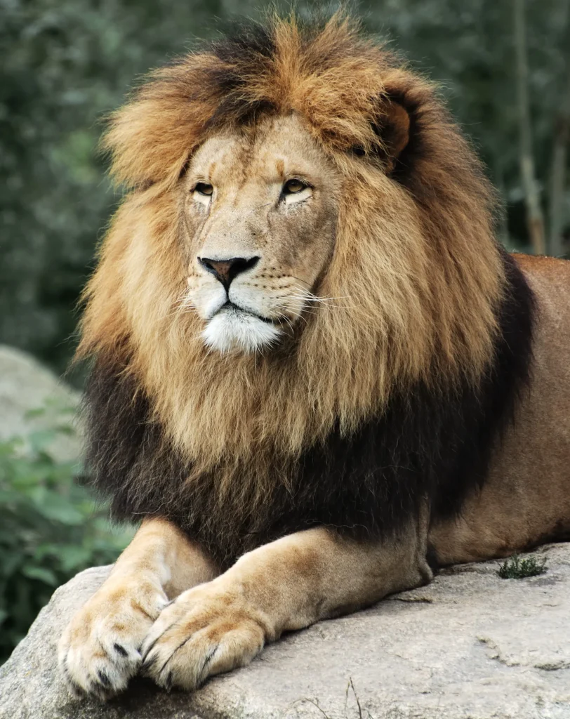 Foto de um leão em cima da pedra, na selva.