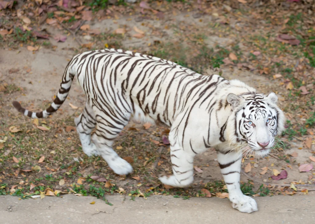 Foto do tigre branco andando pelo zoológico.