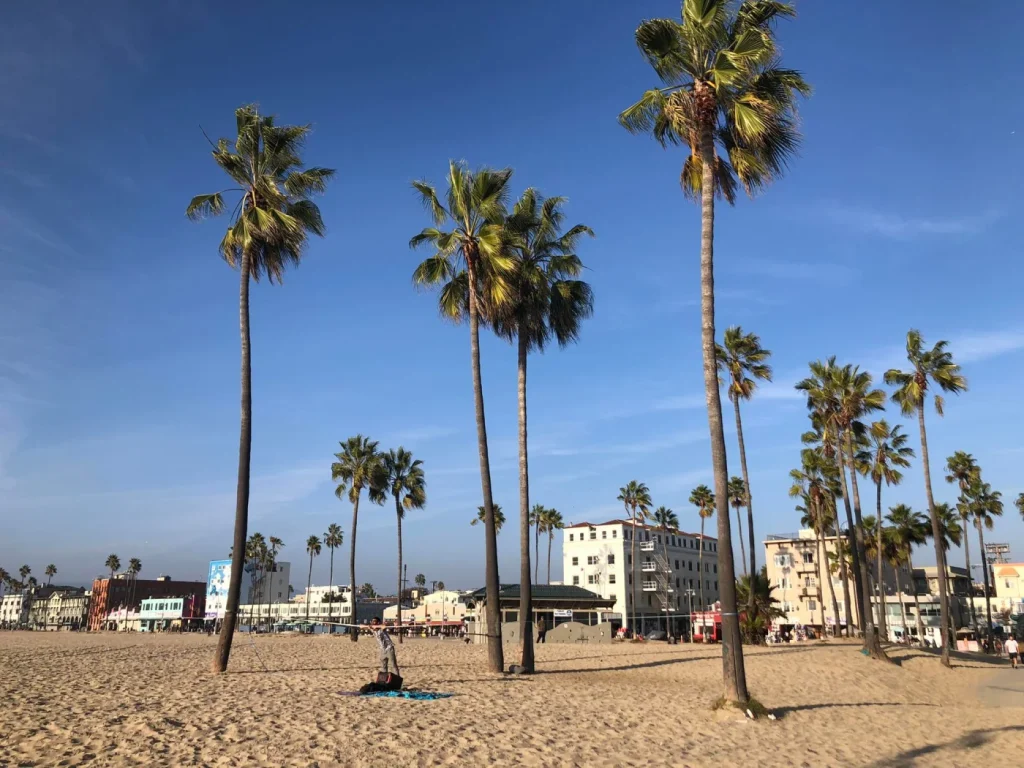 Foto das palmeiras de Venice Beach, bem altas e verdes. O céu está super azul. Não há movimento na praia.