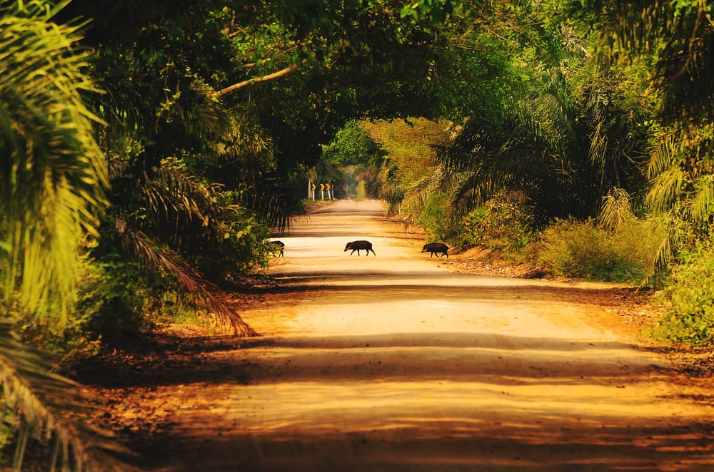 Foto de uma estrada da região do Pantanal, no Mato Grosso, com os animais atravessando a estrada. A vegetação ao redor é bem verde.