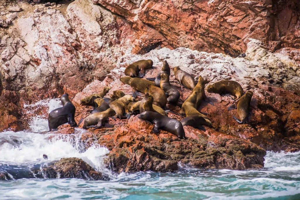 Roca con leones marinos en Paracas, Perú