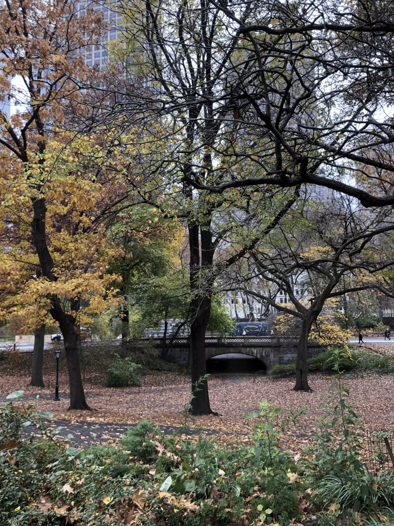 Foto das vegetação do Central Park em New York em pleno outono, as folhas estão mais secas e com cores mais neutras.