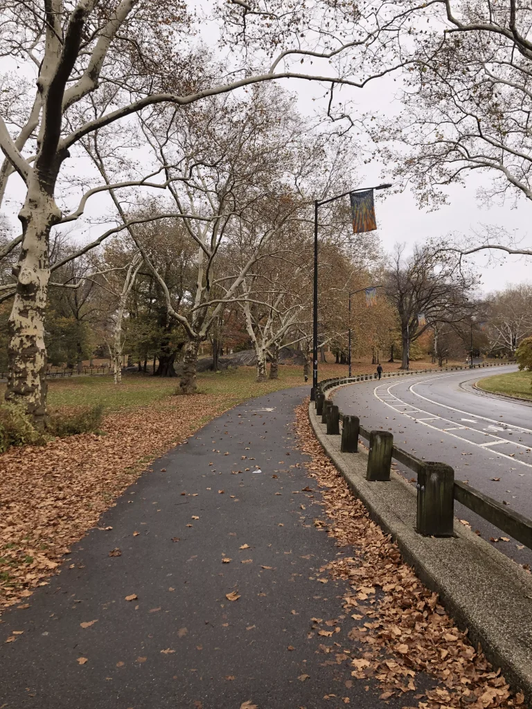 Foto das vegetação do Central Park em New York em pleno outono, as folhas estão mais secas e com cores mais neutras.