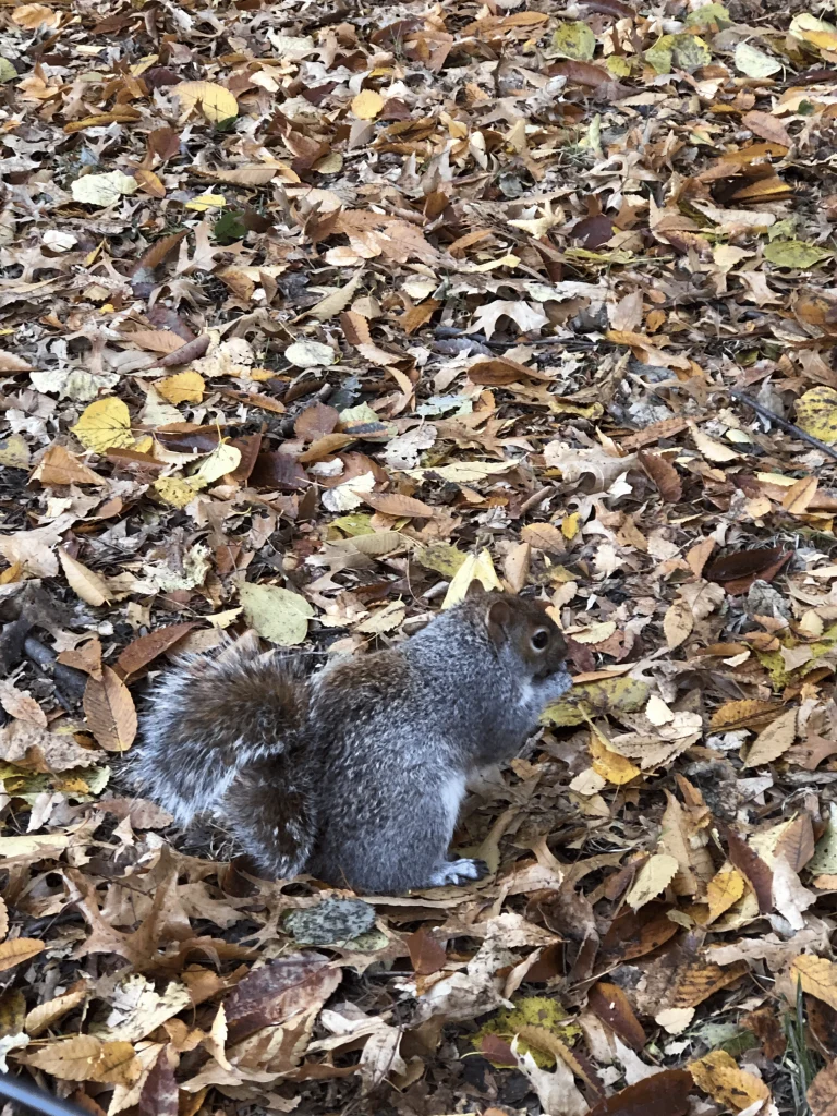 Foto de um esquilo no Central Park. O solo está repleto de folhas de outono e o esquilo está comendo alguma coisa.