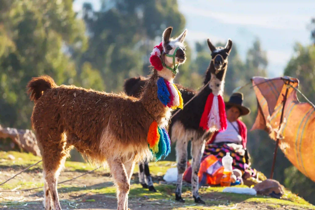 Llamas con atuendos tradicionales de Perú