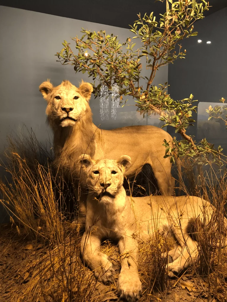Foto das esculturas de animais presentes no Museu Americano de História Natural em New York.