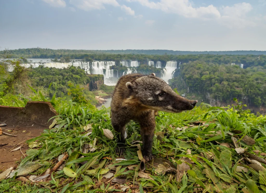 Foto de um animal em frente às Cataratas do Iguaçu, em Foz do Iguaçu. O céu está azul e a vegetação verde.