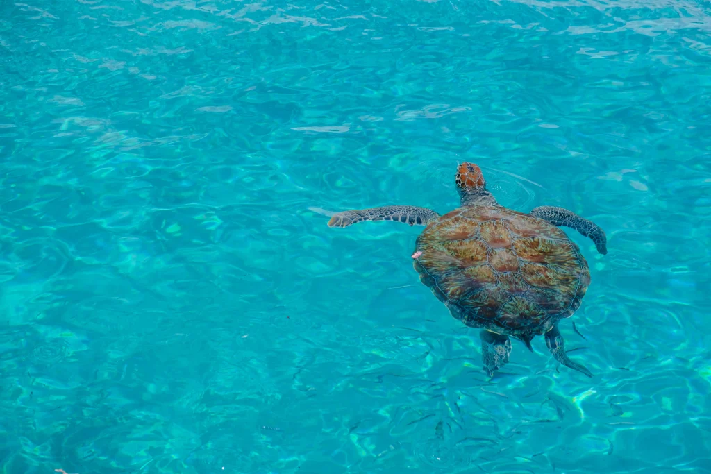 Foto de tortuga nadando en las aguas cristalinas de Curazao, perfectas para hacer snorkel y buceo.