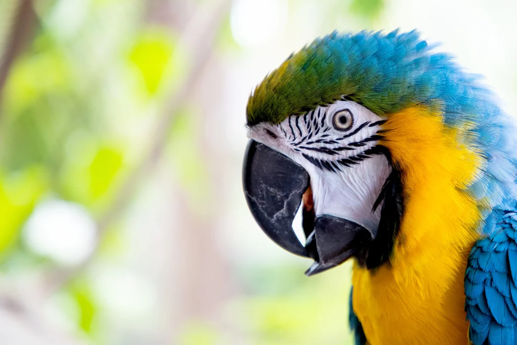 Foto de uma Arara colorida da região do Jalapão, em Tocantins. O animal tem três cores principais: azul, verde e amarelo. O fundo está embaçado.
