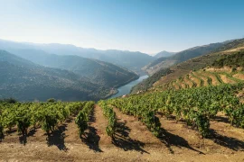 Foto del paisaje del Duero, en Portugal, con el río al fondo y los viñedos al frente.