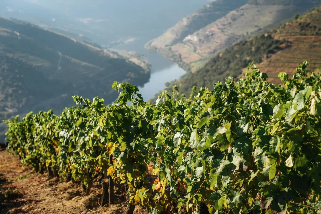 Foto del paisaje del Duero, en Portugal, con el río al fondo y los viñedos al frente.