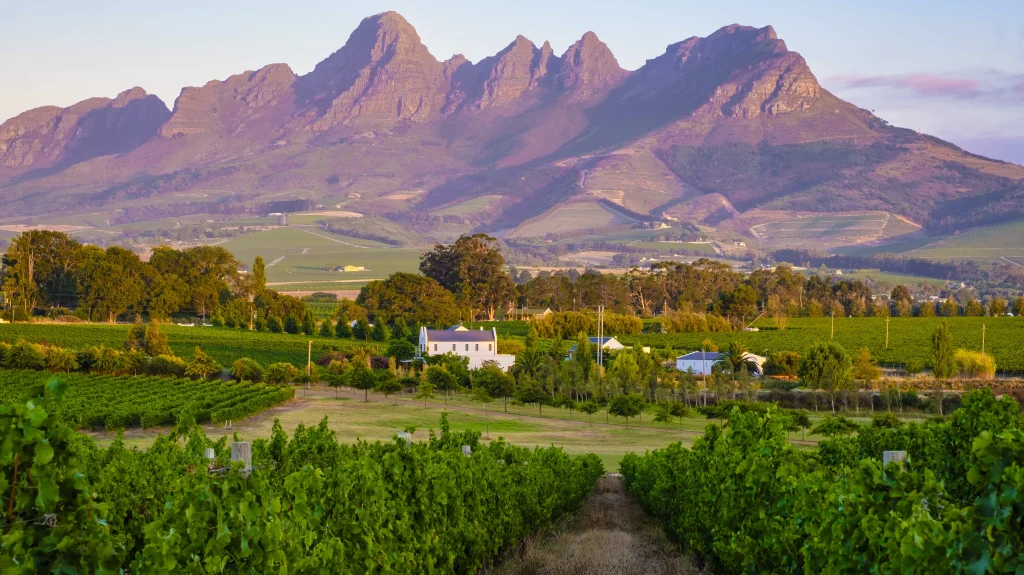 Uma foto da paisagem de uma vinícolas na África do Sul.