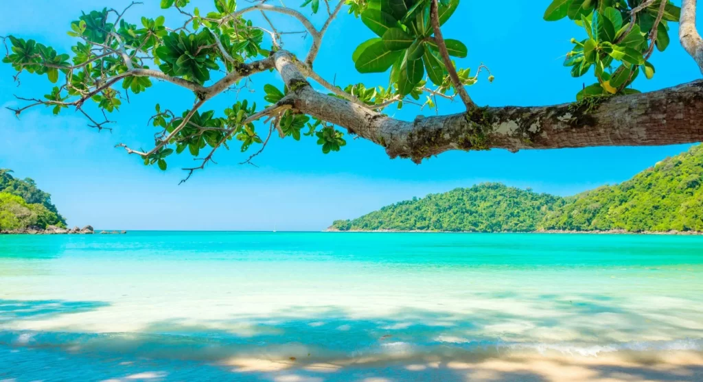 uma água cristalina de uma praia com um tronco de árvore aparecendo e uma montanha ao fundo