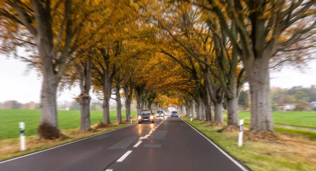 estrada aberta no Canadá com árvores de folhagem alaranjadas