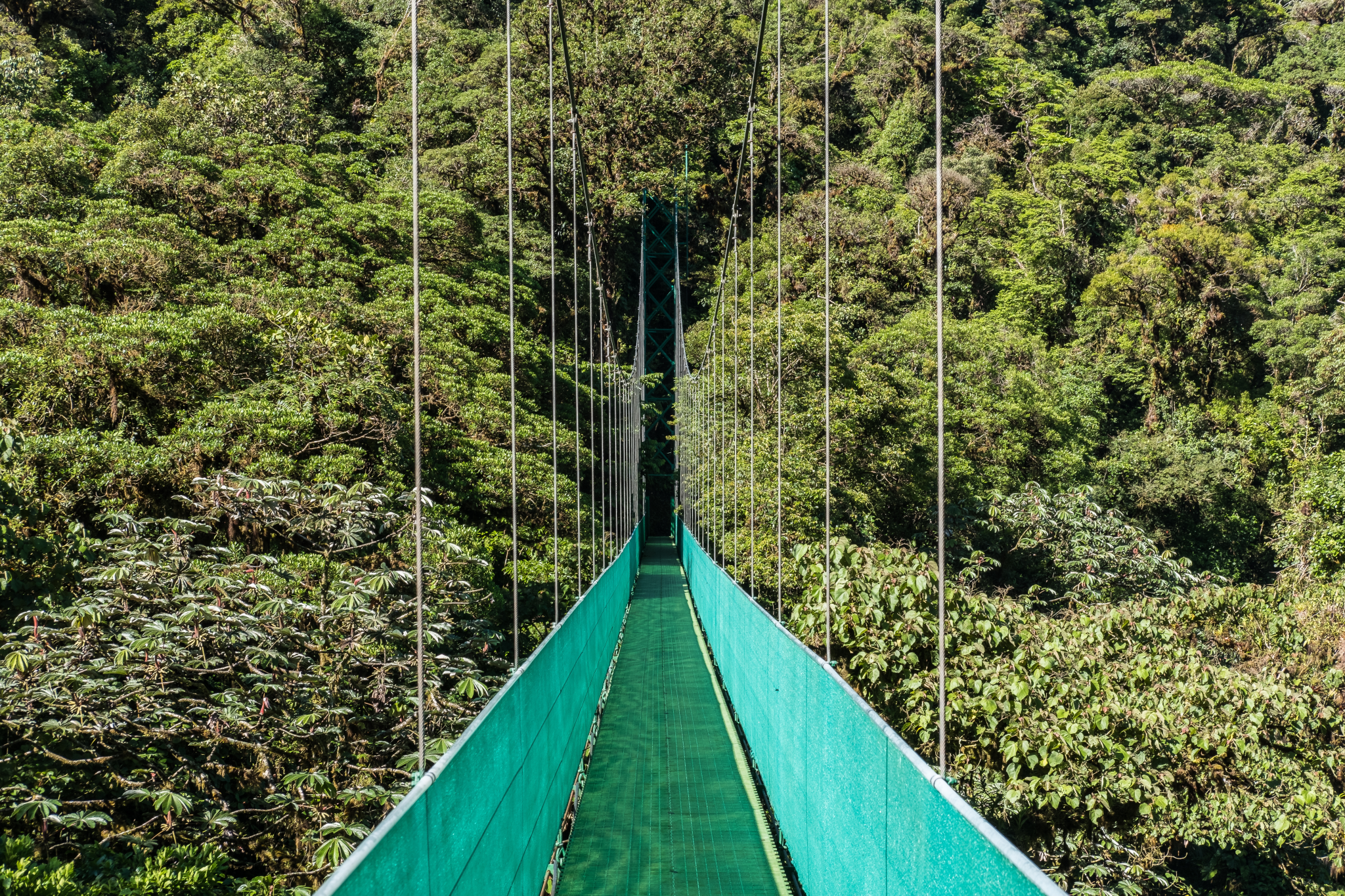 Bela foto de uma passarela verde de uma ponte suspensa com floresta verde