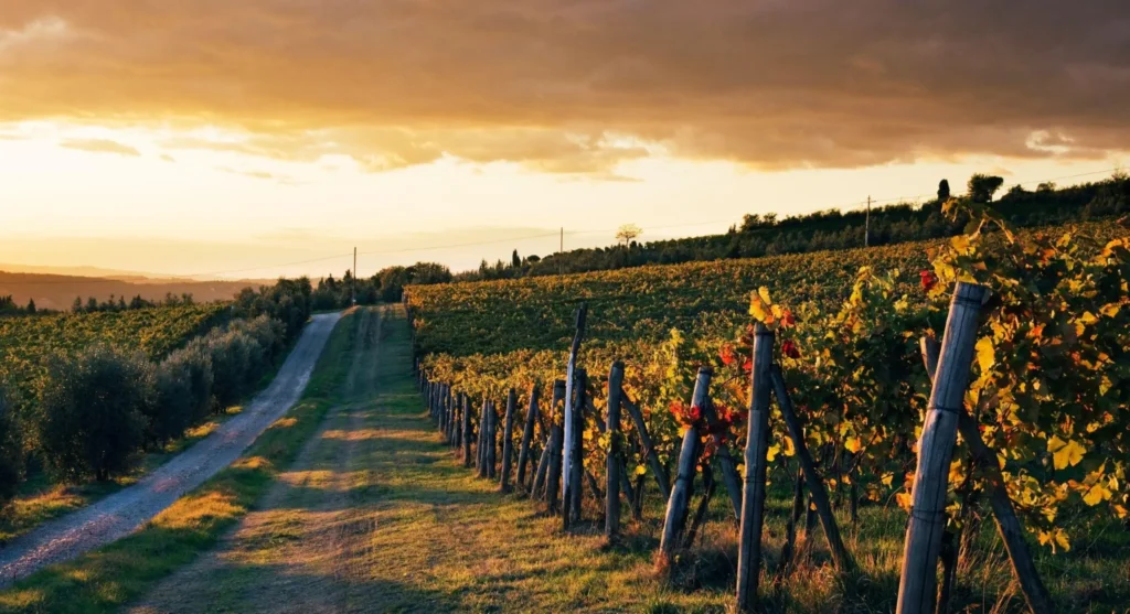 Vinhedos em uma estrada de terra em um fim de tarde, com fileiras de videiras ao lado de estacas e luz dourada do pôr do sol no horizonte, paisagem rural.